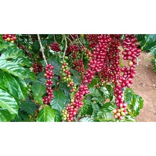 500gram hạt giống cà phê TR4
