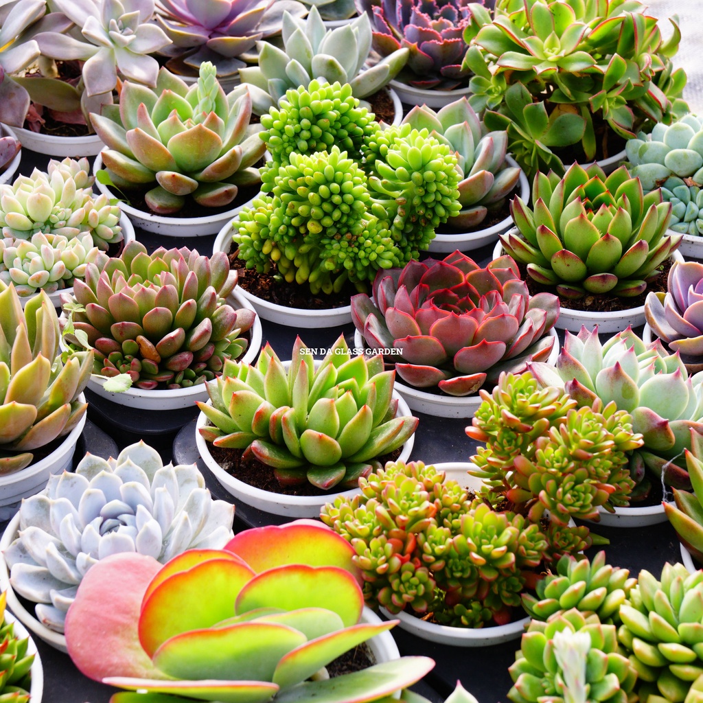 Combo 15 loại sen đá chậu trung 10-12cm GLASS GARDEN, tặng 1 chậu cùng size.