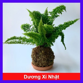 Cây Dương Xỉ Nhật - cây cảnh để bàn
