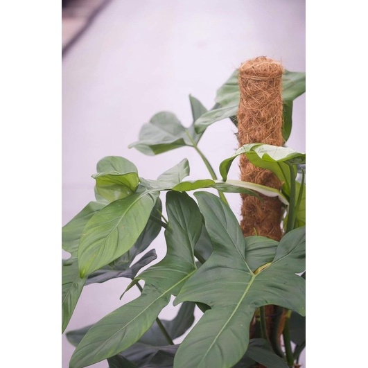 Philodendron Violin - Cây kiểng lá dạng leo, mang hình dáng nhạc cụ