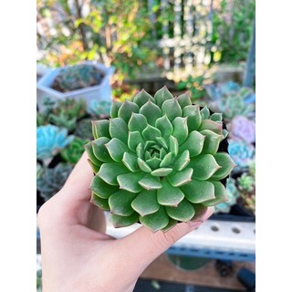Sen Đá Ruby xanh [size bầu]