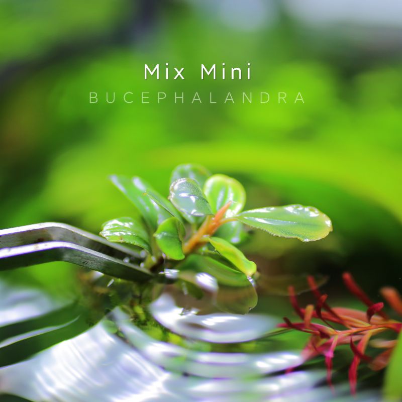 Bucep Mix Mini | Quà tặng chương trình khuyến mãi | Đang dưỡng nước
