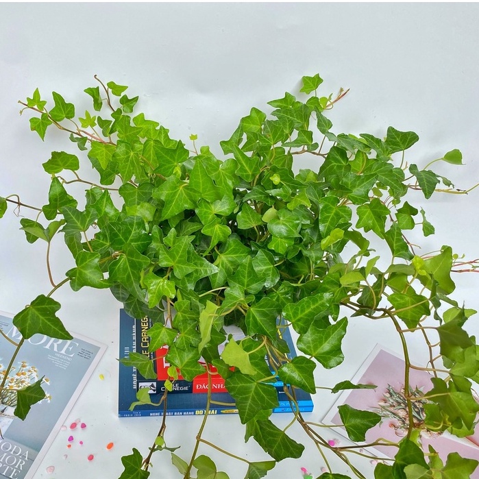 Cây thường xuân  trồng chậu treo, cây cực nhiều nhánh lá xanh tươi quanh năm và dễ chăm sóc
