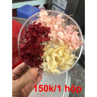 hộp hoa khô tú cầu 3 màu đỏ - trắng kem - đỏ
