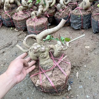 Cây lộc vừng phôi bonsai