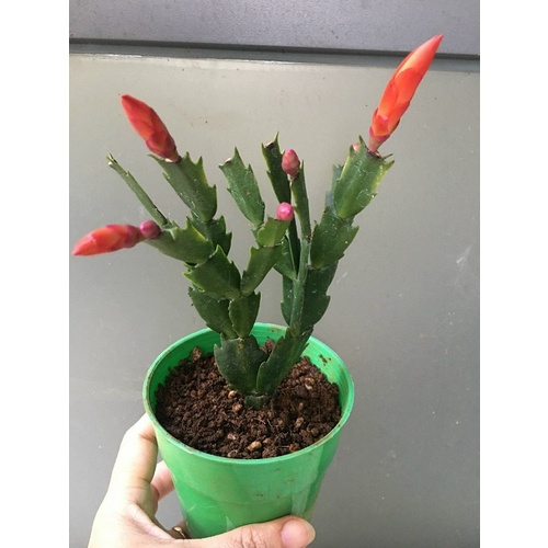 CHẬU GIỐNG HOA TIỂU QUỲNH CHỌN MÀU( HOA CÀNG CUA ) # KÈM PHÂN BÓN CAO CẤP HỮU CƠ TAN CHẬM DƯỠNG HOA
