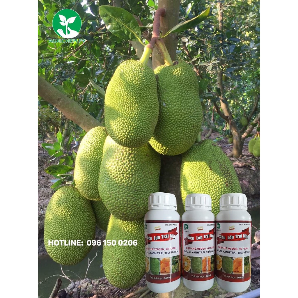 Siêu lớn trái Mít 500ml