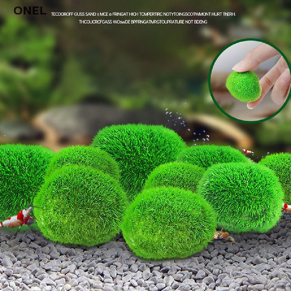 On Quả Cầu Marimo 2-3cm Cá Tôm Tảo Trang Trí my