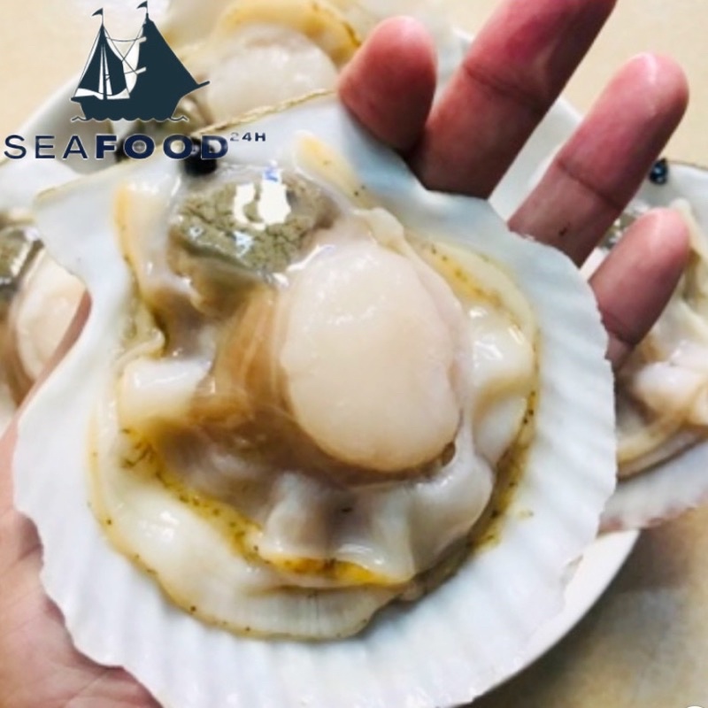 Sò điệp Nhật (Size 8 con/kg)nguyên con, giá sỉ từ 1kg, hàng bao chất lượng