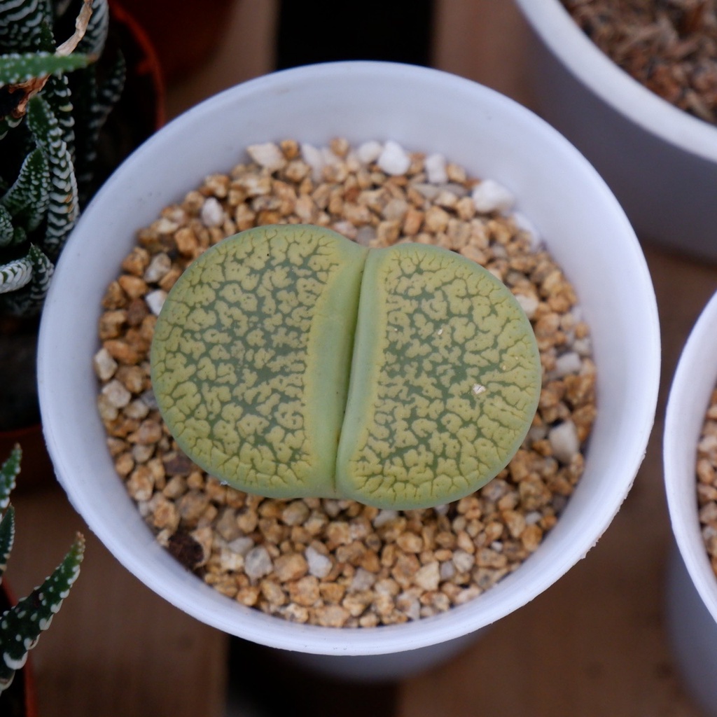 ĐÁ MASATO RẢI MẶT CỰC TỐT CHO SEN ĐÁ VÀ XƯƠNG RỒNG THẨM MỸ