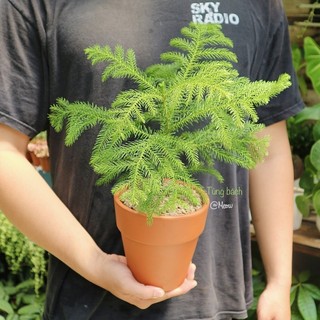 Cây Tùng bách tán - Araucaria Excelsa