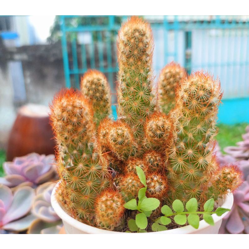 Xương rồng Thạch Trụ Thiên size trung - Hư 1 đổi 1- Cây cảnh trang trí- HOA ĐÁ shop
