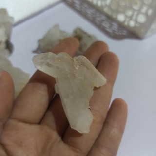 01 Cụm mầm trắng mini tự do