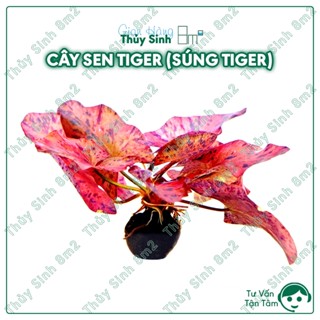 01 Củ Sen Tiger | Cây Thủy Sinh Cắm Nền | 8m2