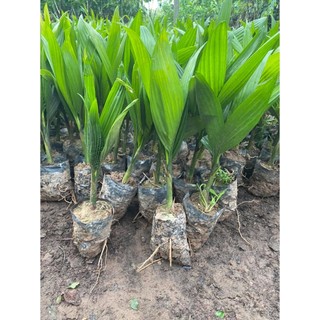 Cau lùn tứ quý ( câu lấy quả ăn giàu