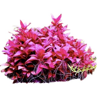 Alternanthera reineckii “Mini” - Cây Thuỷ Sinh Huyết Tâm Lan Mini - Cây Thuỷ Sinh Cắt Cắm