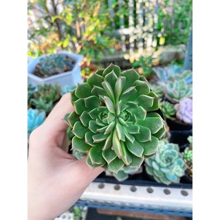 Sen Đá Ruby xanh [size bầu]
