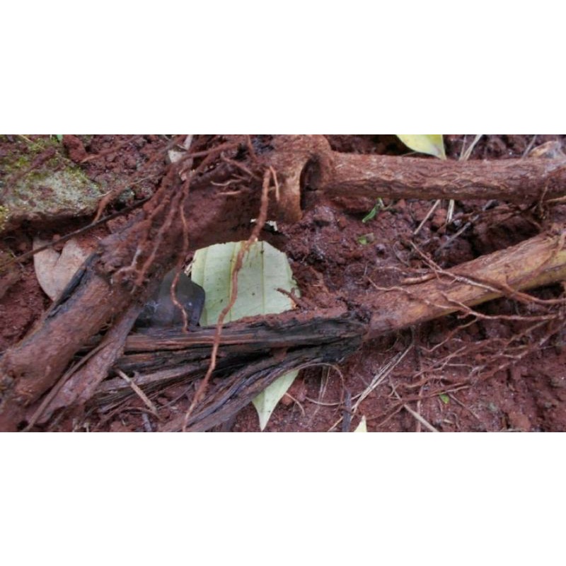 Anlien 800Wg _ 50g phòng trừ nấm hại cây trồng và gây chết nhanh trên cây hồ tiêu lưu dẫn hai chiều cực mạnh