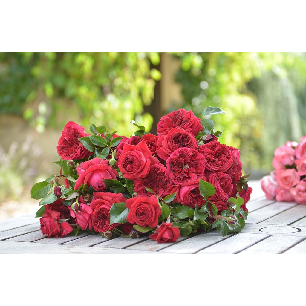 Hoa hồng leo Republic de Montmartre rose - cây khỏe, màu đỏ, hoa thơm