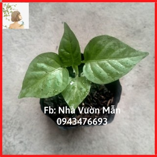 Cây ớt bonda ma jacques siêu cay