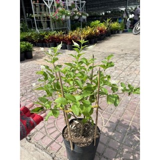 cây bạch tràm hương ( cây lớn )