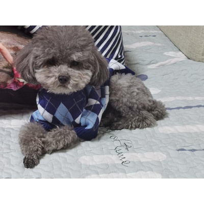 Áo len quả trám dành cho thú cưng