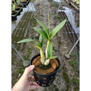 Hoa lan denro chớp sữa Enobi đang nụ hoa