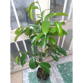 Cây mãng cầu xiêm thái, cây đẹp.Cao 60-160cm, có nhiều nhánh, đến mùa ra quả.