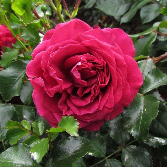 Hoa hồng leo Republic de Montmartre rose - cây khỏe, màu đỏ, hoa thơm