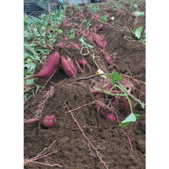 KHOAI MẬT DẺO - THƠM - NGỌT - COMBO 3 KG