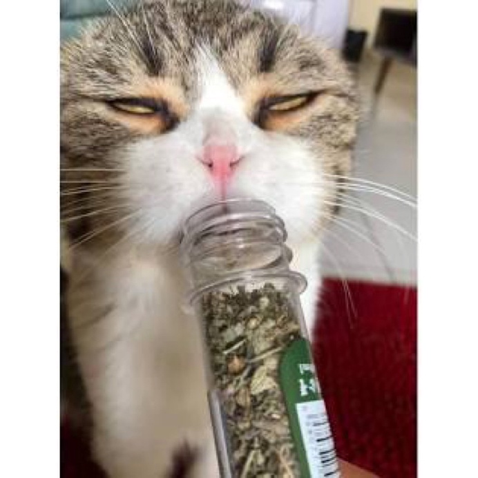 Pate tươi cho Mèo Chó nhà làm chất lượng thơm ngon HCM