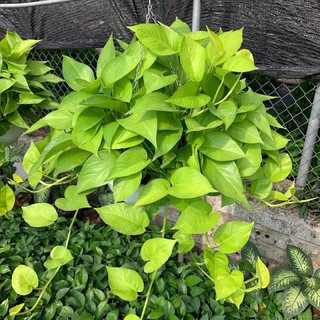 Trầu bà thái vàng