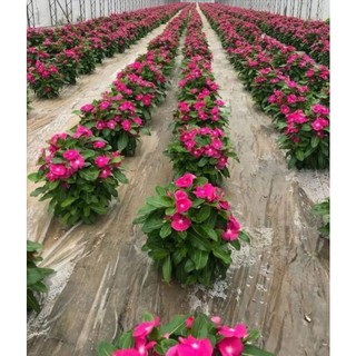 Dừa cạn đứng mix màu hoa tết