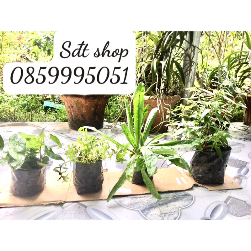 combo 4 giống rau thơm, rau diếp cá ,ngò gai ,rau ôm, rau răm như hình