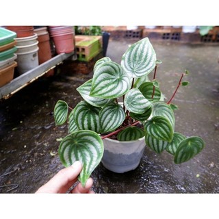 CÂY DƯA HẤU