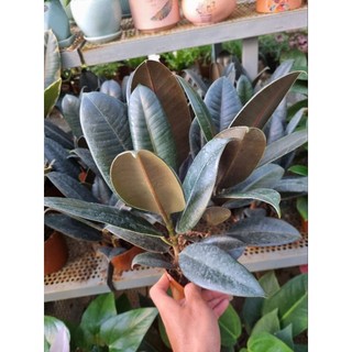 Cây đa búp đỏ ( chậu 3 thân  )