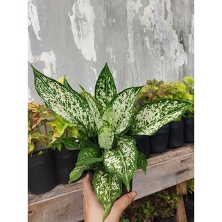 Cây ngọc ngân rễ trần