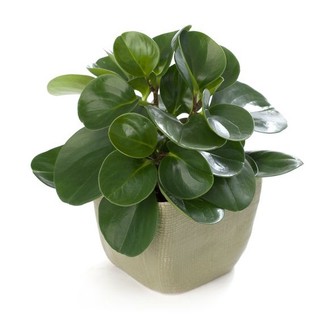 Cây trường sinh - cây phong thủy mini để bàn