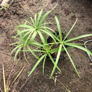 Cây thủy trúc