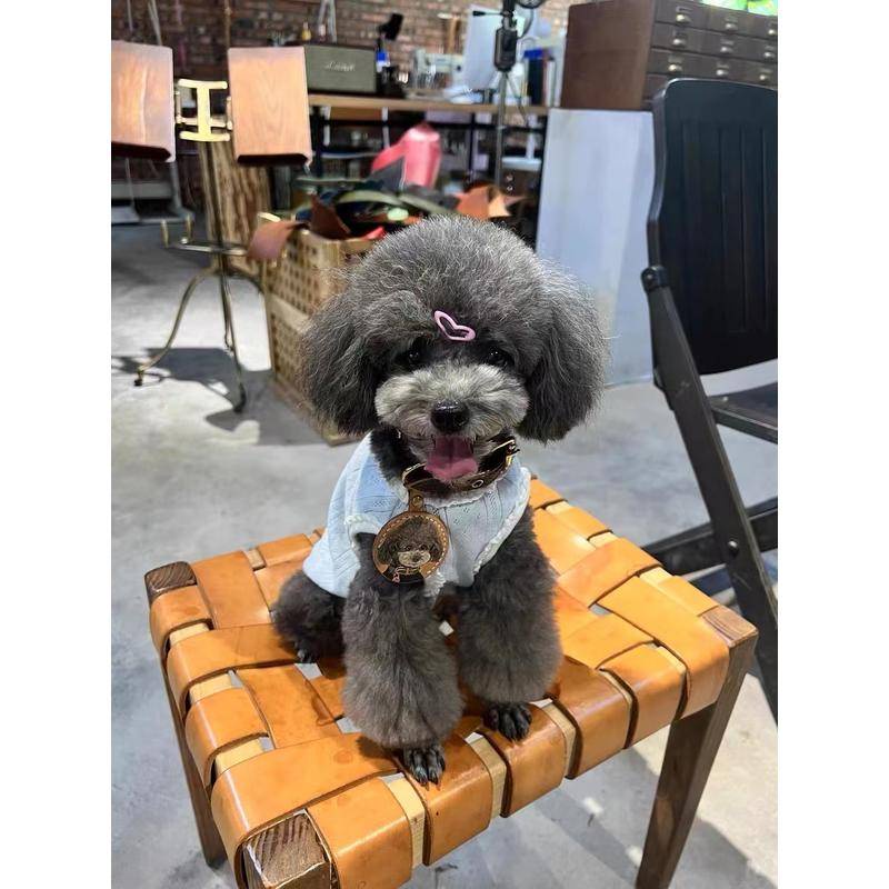 Kẹp Tóc Mini 2.2cm Bằng Epoxy Màu Sắc Dễ Thương Cho Thú Cưng