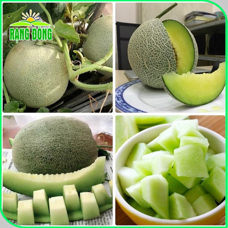 Hạt giống Dưa Lưới Ruột Xanh trái to, nặng, ngọt, thơm, Hạt giống rau củ quả trồng chậu - Hạt giống Rạng Đông