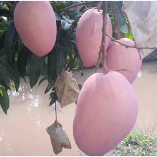 Cây giống xoài hồng ghép thái khổng lồ