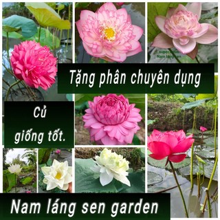 Củ sen giống .cung cấp các loại sen giống từ hạt sen , ngó sen , củ sen,hoa sen kiểng hoa sen ướp trà.
