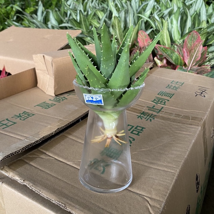 Cây nha đam trồng thủy sinh, chiều cao 15-20cm cây khỏe thích hợp để trang trí bàn làm việc, dùng làm quà tặng ý nghĩa