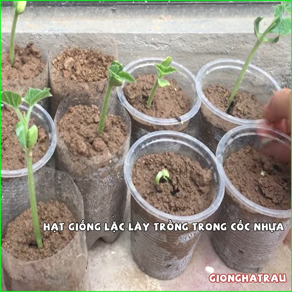 Hạt giống lặc lày hạt giống rau củ quả GIONGHATRAU sinh trưởng khỏe gói 5gr