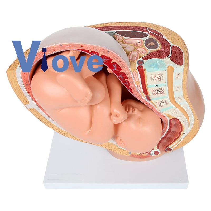 Con người Mang thai Phát triển thai nhi Tháng 9 Mô hình vùng chậu phôi thai Fetus Foetus Giải phẫu b