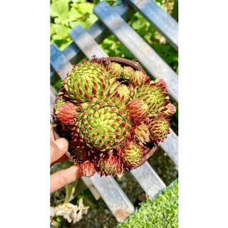 sen đá trúc phật bà sz 12 cm