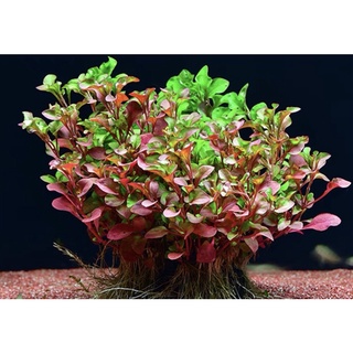 Hồng Xoắn  _ 15 Nhánh