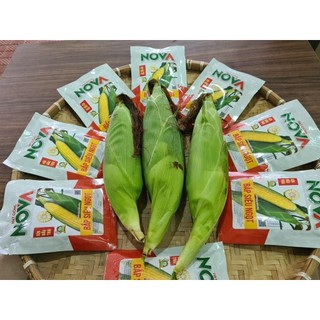Hạt Giống Ngô (Bắp) Siêu Ngọt Nova 50 Gram