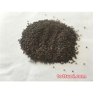 Hạt giống cải chíp túi 20gr